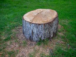 How Our Tree Care Process Works  in  Sunray, TX