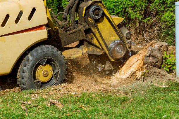 Best Pest Control for Lawns  in Sunray, TX