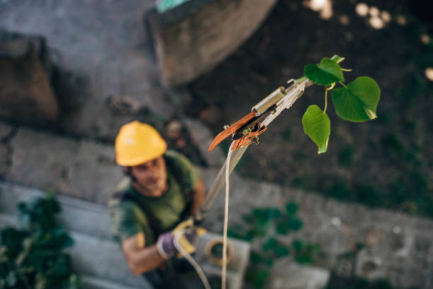 Best Tree Health Inspection  in Sunray, TX