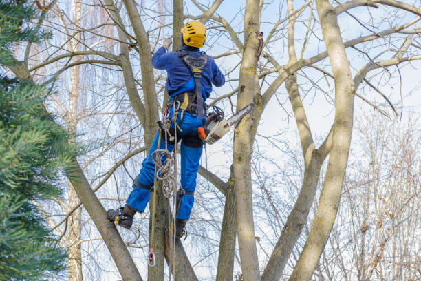 Lawn Maintenance Plans in Sunray, TX