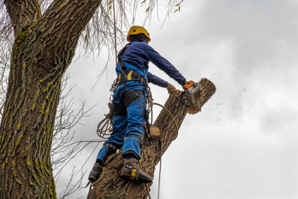 Best Stump Grinding and Removal  in Sunray, TX