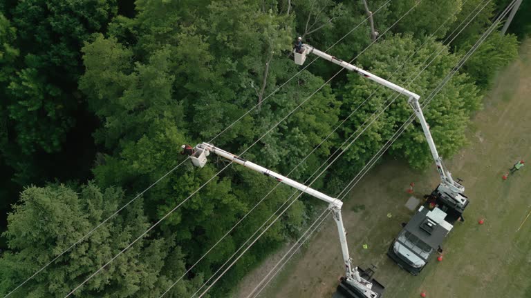 Best Root Management and Removal  in Sunray, TX