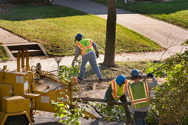 Best Lawn Maintenance Plans  in Sunray, TX