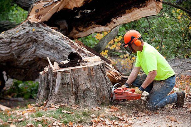 Best Mulching Services  in Sunray, TX
