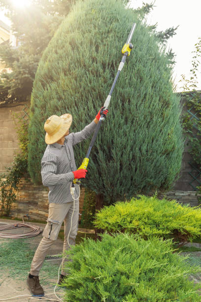 Best Tree Risk Assessment  in Sunray, TX